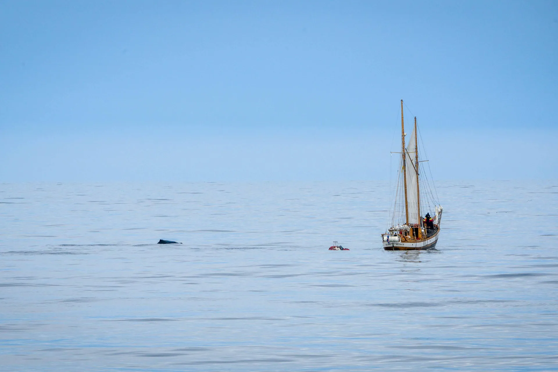 Sejlskib og hval i sigte Sejlskib og hval i sigte