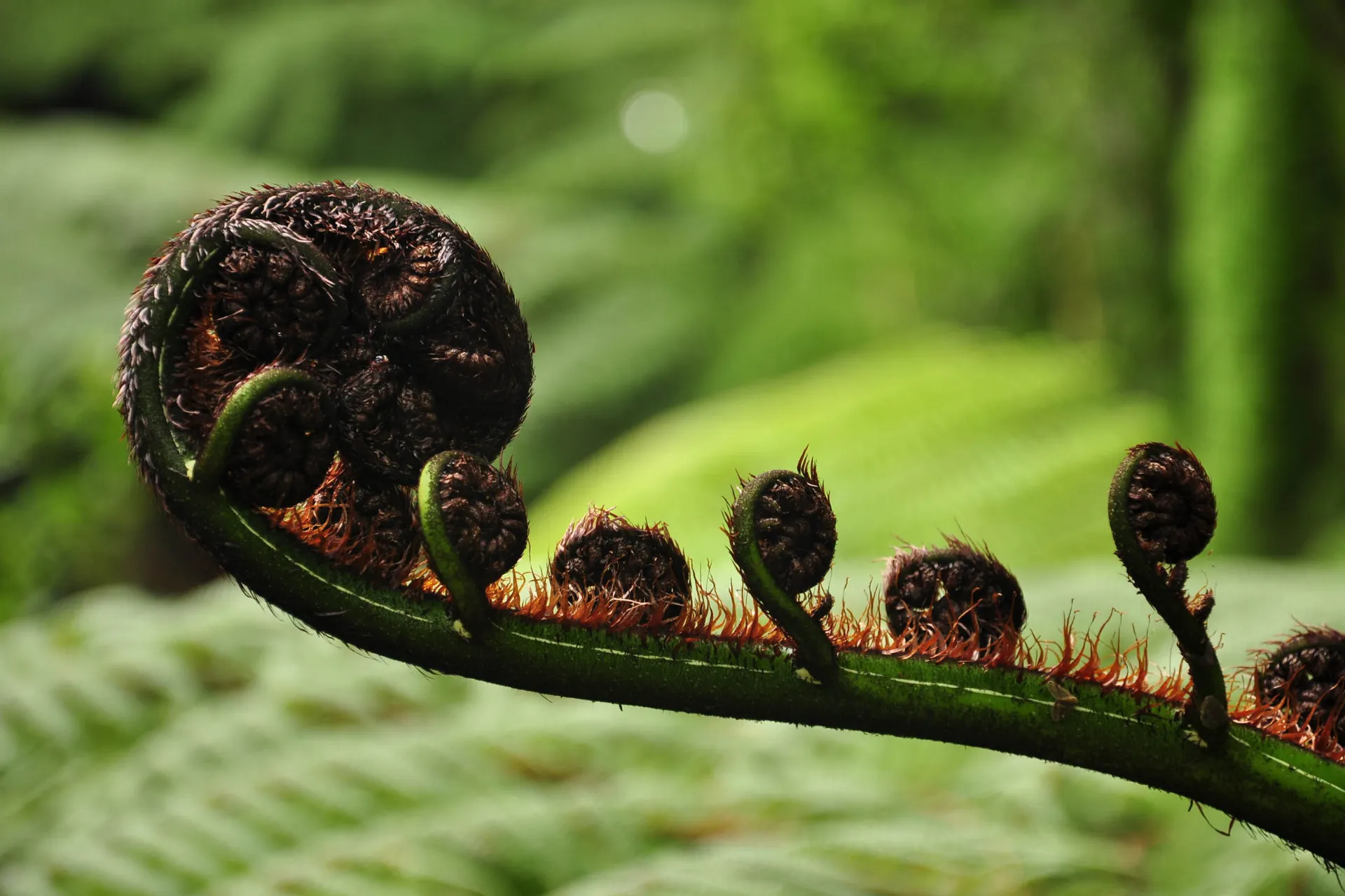 Sølvbregnen er et nationalt symbol for New Zealand Sølvbregnen er et nationalt symbol for New Zealand