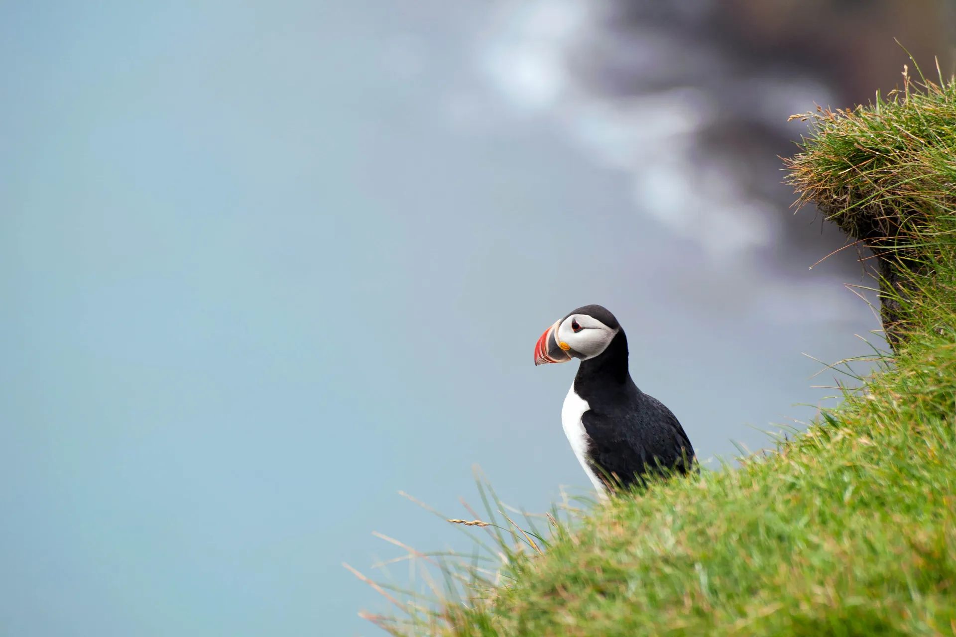 Søpapegøje med sit særprægede næb Søpapegøje med sit særprægede næb
