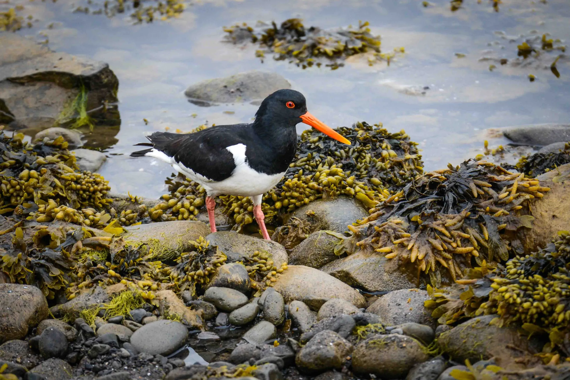 Strandskade ved den fuglerige ø Vigur Strandskade ved den fuglerige ø Vigur