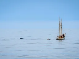 Sejlskib og hval i sigte Sejlskib og hval i sigte