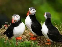 Søpapegøjer er vilde med Island Søpapegøjer er vilde med Island