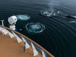 Legesyge hvaler Legesyge hvaler