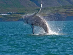 Pukkelhval "breacher" Pukkelhval "breacher"