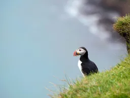 Søpapegøje med sit særprægede næb Søpapegøje med sit særprægede næb