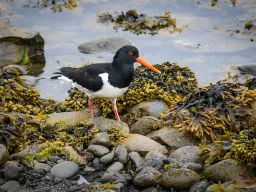 Strandskade ved den fuglerige ø Vigur Strandskade ved den fuglerige ø Vigur