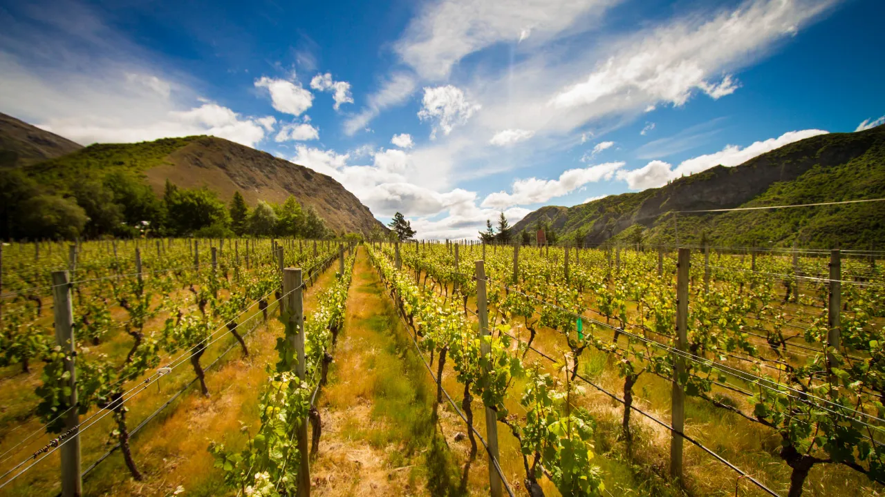 New Zealand producerer ca 350 mio liter vin årligt - primært Sauvignon Blanc New Zealand producerer ca 350 mio liter vin årligt - primært Sauvignon Blanc