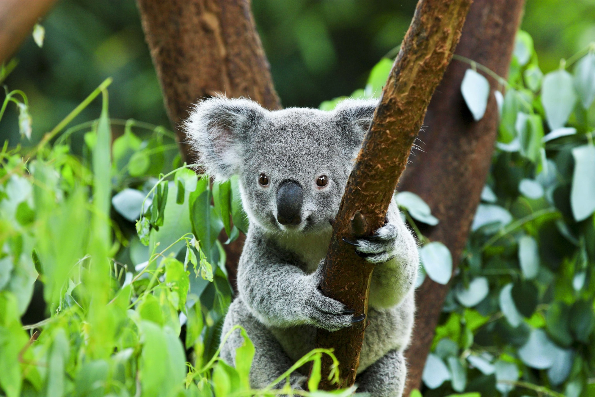 Koalaen er et trælevende pungdyr, som hovedsageligt lever af eukalyptus blade