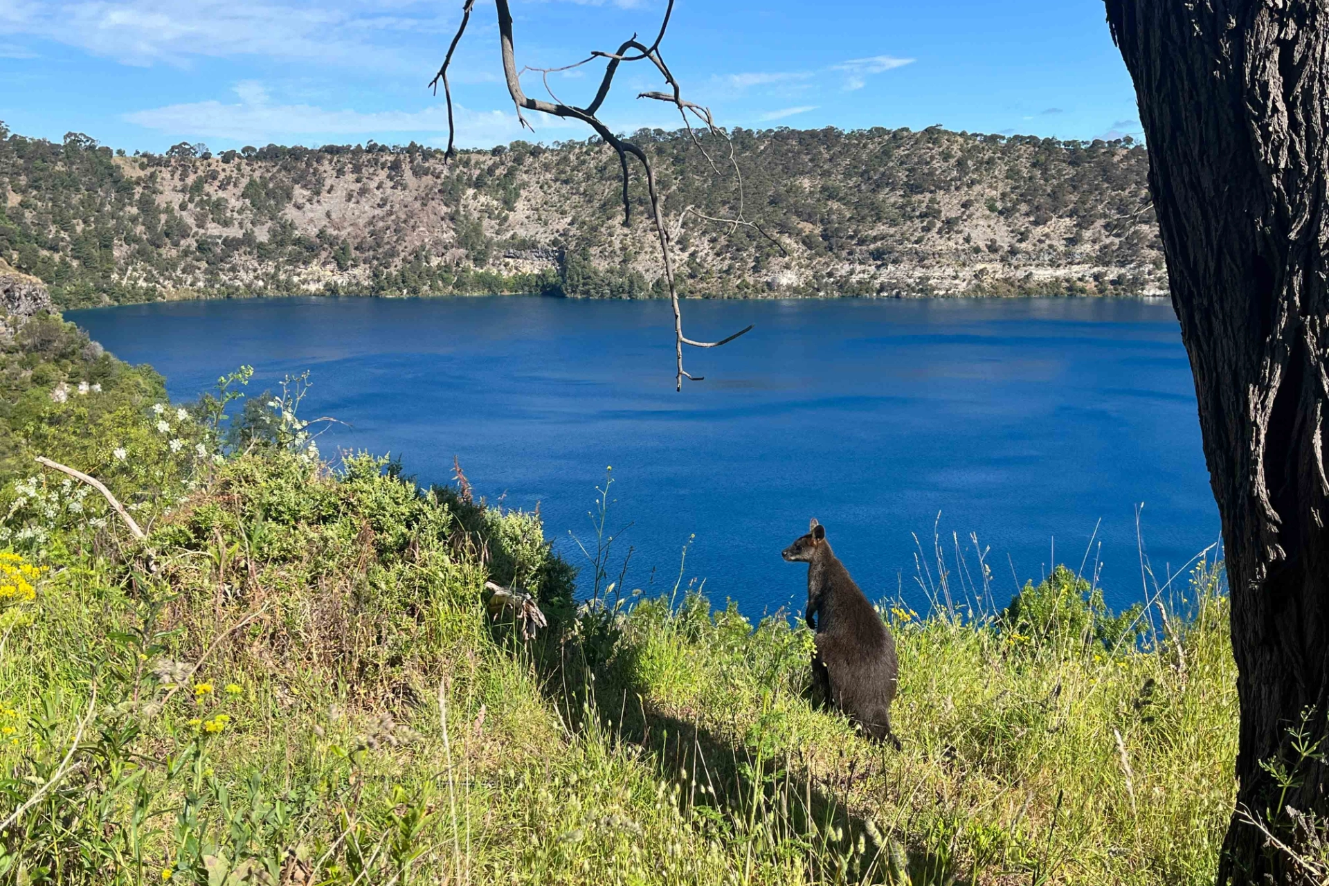 Wallaby med en fantastisk udsigt over Blue Lake i Mount Gambier