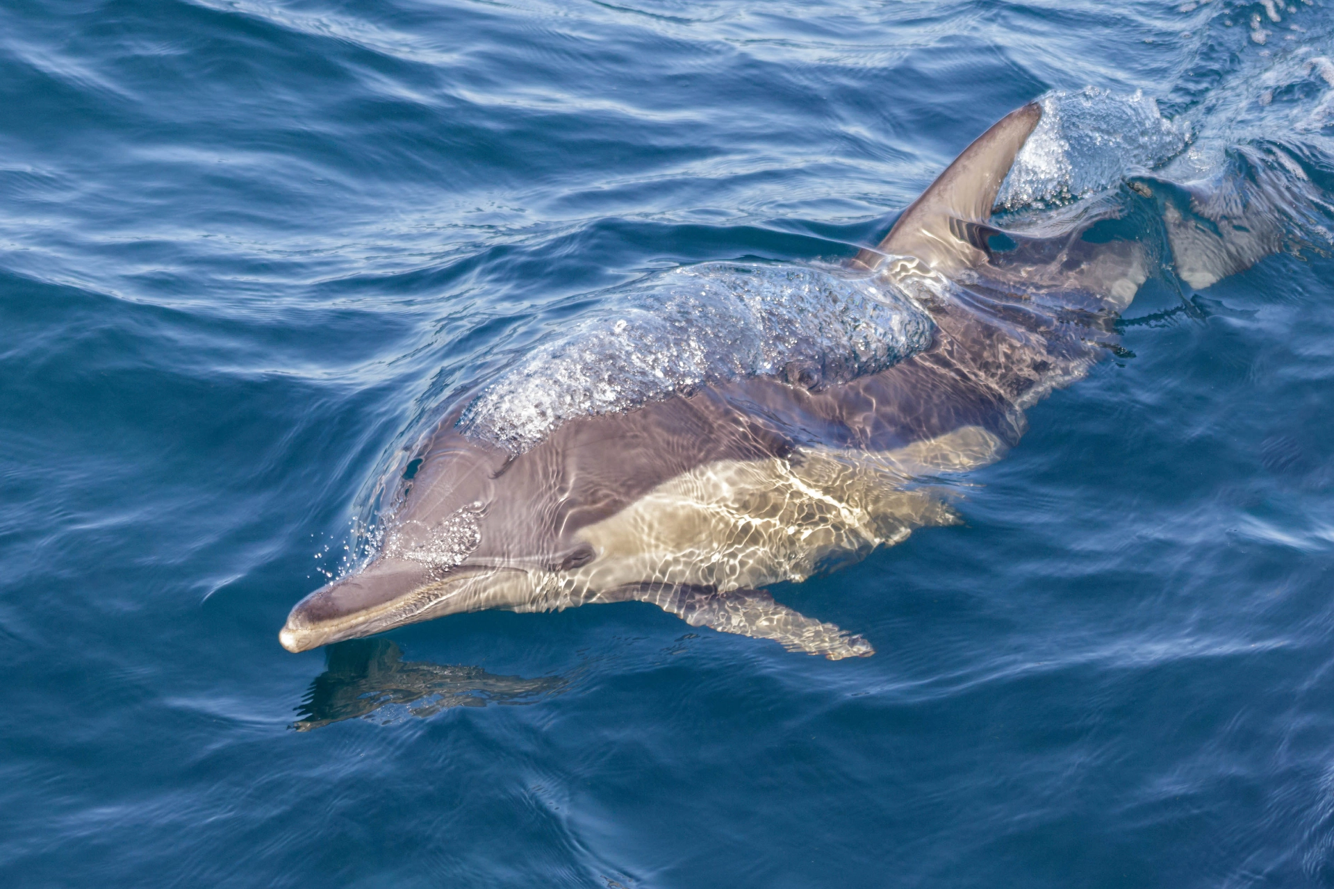 Delfin (øresvin) ved Port Stephens