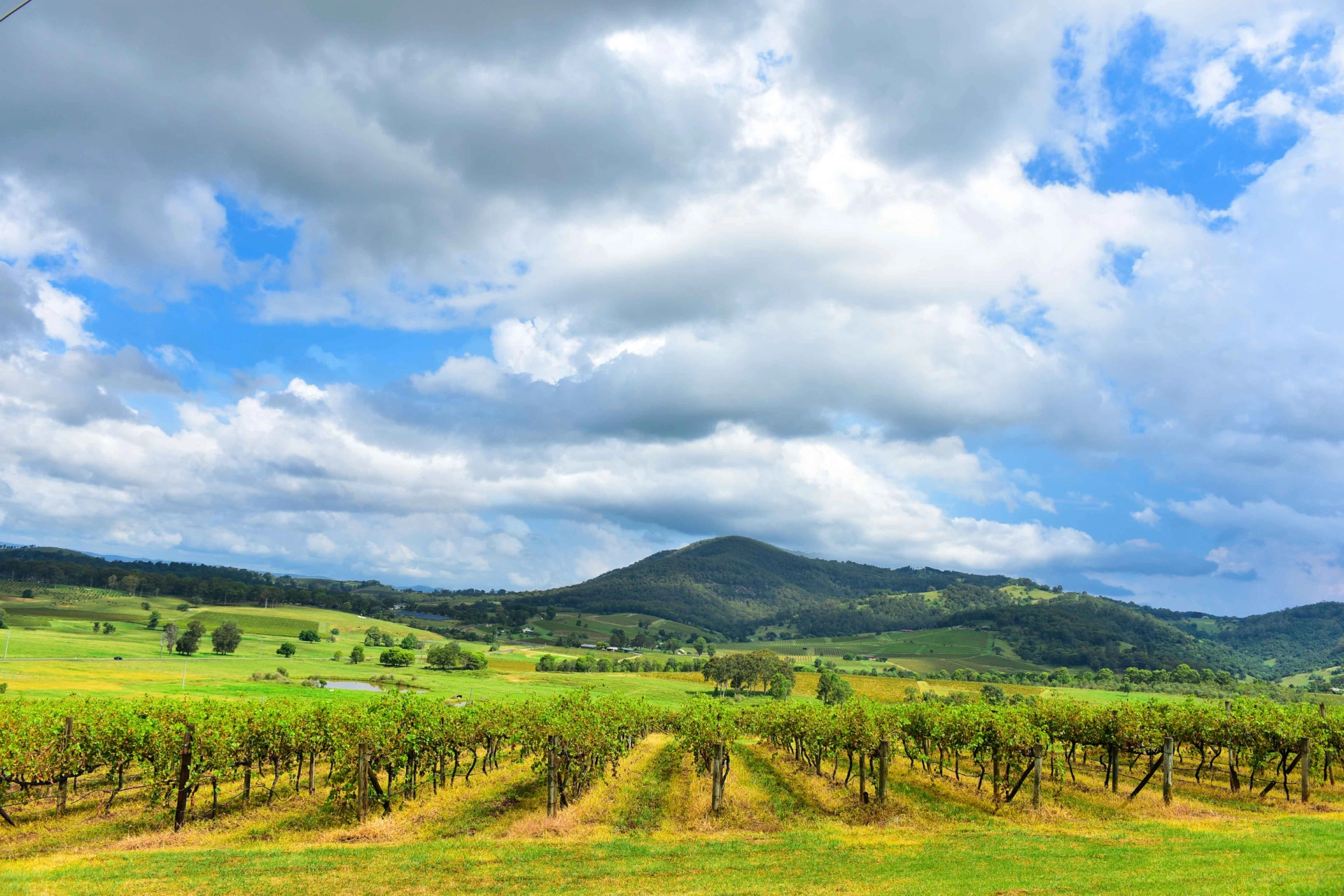 Vinmarker i Hunter Valley