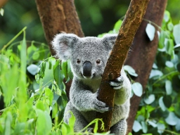 Koalaen er et trælevende pungdyr, som hovedsageligt lever af eukalyptus blade