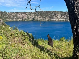 Wallaby med en fantastisk udsigt over Blue Lake i Mount Gambier