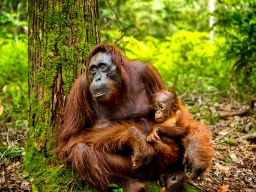 Også orangutangerne har svære vilkår når regnskoven skrumper ind