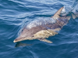 Delfin (øresvin) ved Port Stephens