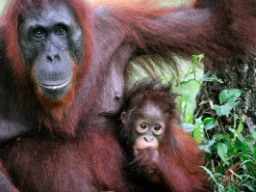 Orangutangerne lever kun på Borneo og på Sumatra