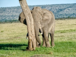 Elefanterne vandrer på savannerne i hele Masai Mara